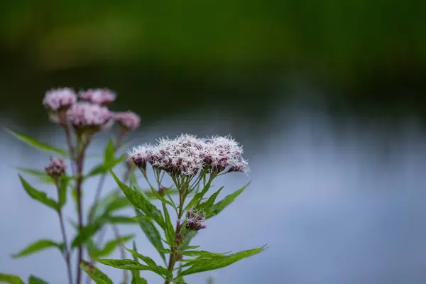 stock image Purple hemp-agrimony flowers blooming near the pond. Beautiful summer scenery of Latvia, Northern Europe.