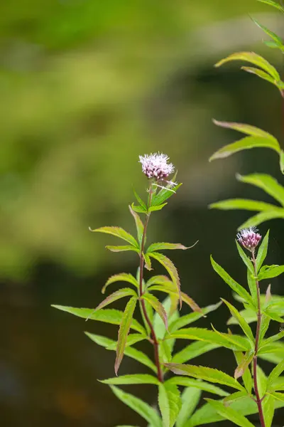 stock image Purple hemp-agrimony flowers blooming near the pond. Beautiful summer scenery of Latvia, Northern Europe.