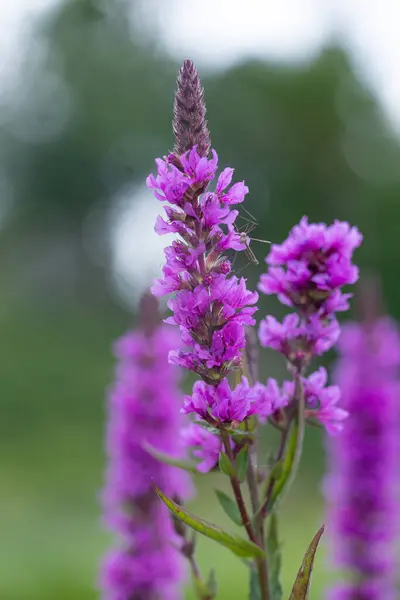 stock image Purple loosestrife flowers blooming near the water. Beautiful Summer scenery of Latvia, Northern Europe.