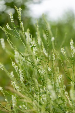 Çayırda açan kır çiçekleri. Letonya 'nın güzel yaz manzarası, Kuzey Avrupa.