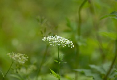 Yabani havuç bitkisinin beyaz çiçekleri. Kraliçe Anne 'in danteli. Letonya 'nın güzel yaz manzarası, Kuzey Avrupa.