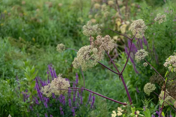 stock image White flowers of wild carrot plant. Queen Anne's lace. Beautiful Summer scenery of Latvia, Northern Europe.