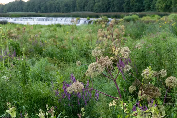 stock image White flowers of wild carrot plant. Queen Anne's lace. Beautiful Summer scenery of Latvia, Northern Europe.