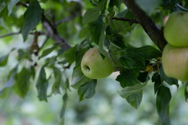 Yaz bahçesinde yetişen yeşil organik elmalar. Letonya 'nın güzel yaz manzarası, Kuzey Avrupa.