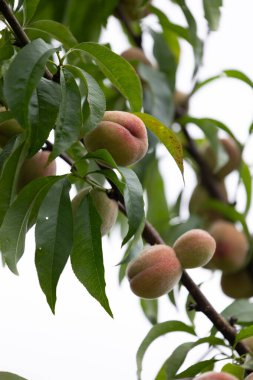 Yaz bahçesinde taze, tatlı şeftaliler yetişiyor. Letonya 'nın güzel yaz manzarası, Kuzey Avrupa.
