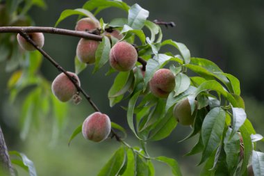Yaz bahçesinde taze, tatlı şeftaliler yetişiyor. Letonya 'nın güzel yaz manzarası, Kuzey Avrupa.