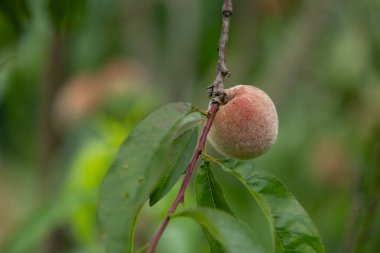 Yaz bahçesinde taze, tatlı şeftaliler yetişiyor. Letonya 'nın güzel yaz manzarası, Kuzey Avrupa.