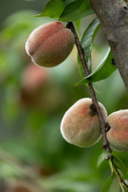 Yaz bahçesinde taze, tatlı şeftaliler yetişiyor. Letonya 'nın güzel yaz manzarası, Kuzey Avrupa.