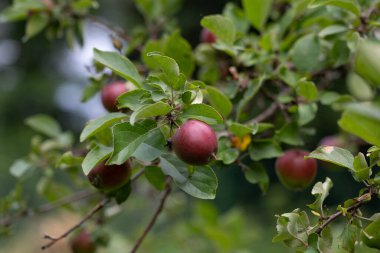 Yaz bahçesinde yetişen organik kırmızı elmalar. Letonya 'nın güzel yaz manzarası, Kuzey Avrupa.