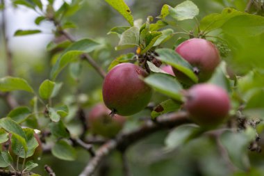 Yaz bahçesinde yetişen organik kırmızı elmalar. Letonya 'nın güzel yaz manzarası, Kuzey Avrupa.