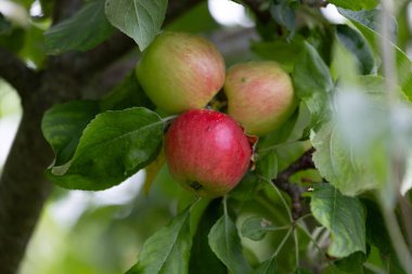 Yaz bahçesinde yetişen organik kırmızı elmalar. Letonya 'nın güzel yaz manzarası, Kuzey Avrupa.