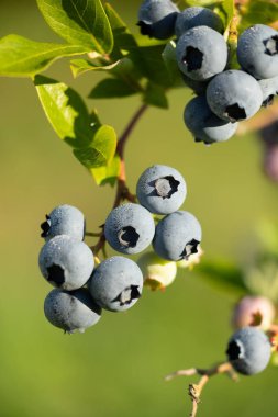 Güneşli bir bahçede yetişen organik yaban mersinleri. Letonya 'nın güzel yaz manzarası, Kuzey Avrupa.
