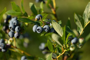 Güneşli bir bahçede yetişen organik yaban mersinleri. Letonya 'nın güzel yaz manzarası, Kuzey Avrupa.