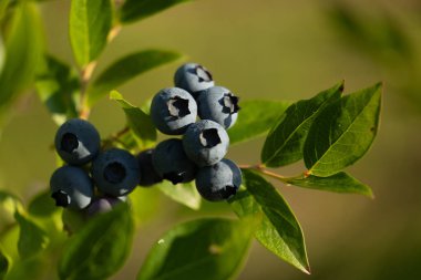 Güneşli bir bahçede yetişen organik yaban mersinleri. Letonya 'nın güzel yaz manzarası, Kuzey Avrupa.