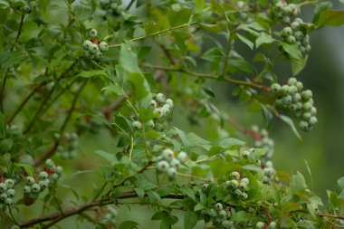 Bahçede yetişen yeşil, olgunlaşmamış organik yabanmersinleri. Letonya 'nın güzel yaz manzarası, Kuzey Avrupa.