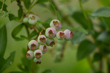 Bahçede yetişen yeşil, olgunlaşmamış organik yabanmersinleri. Letonya 'nın güzel yaz manzarası, Kuzey Avrupa.