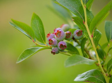 Bahçede yetişen yeşil, olgunlaşmamış organik yabanmersinleri. Letonya 'nın güzel yaz manzarası, Kuzey Avrupa.