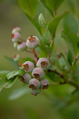 Bahçede yetişen yeşil, olgunlaşmamış organik yabanmersinleri. Letonya 'nın güzel yaz manzarası, Kuzey Avrupa.