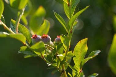 Letonya 'nın güzel yaz manzarası, Kuzey Avrupa.