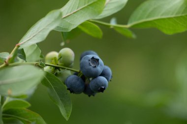 Letonya 'nın güzel yaz manzarası, Kuzey Avrupa.