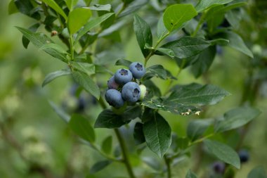 Letonya 'nın güzel yaz manzarası, Kuzey Avrupa.