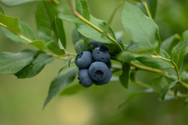 Letonya 'nın güzel yaz manzarası, Kuzey Avrupa.