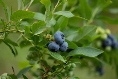 Letonya 'nın güzel yaz manzarası, Kuzey Avrupa.