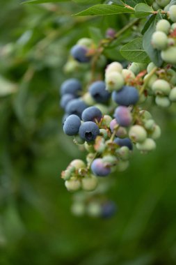 Organik bahçede yetişen sağlıklı yaban mersini çalısı. Letonya 'nın güzel yaz manzarası, Kuzey Avrupa.