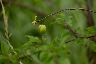Yeşil, olgunlaşmamış kiraz ağacı meyveleri. Letonya 'nın güzel yaz manzarası, Kuzey Avrupa.