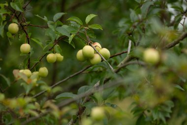 Yeşil, olgunlaşmamış kiraz ağacı meyveleri. Letonya 'nın güzel yaz manzarası, Kuzey Avrupa.