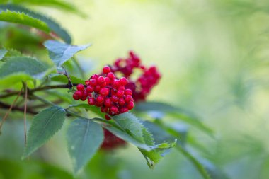 Ormanda yetişen kızıl elder üzümü. Letonya 'nın güzel yaz manzarası, Kuzey Avrupa.