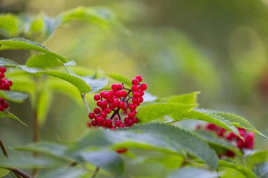 Ormanda yetişen kızıl elder üzümü. Letonya 'nın güzel yaz manzarası, Kuzey Avrupa.