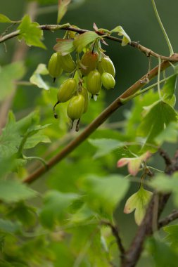 Bahçede böğürtlen bahçeli üzümlü üzümlü altın sarısı pirzola. Letonya 'nın güzel yaz manzarası, Kuzey Avrupa.