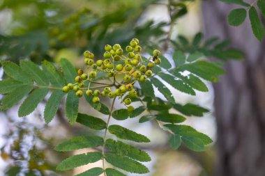Ormanda olgunlaşmamış yeşil yaban mersini. Letonya 'nın güzel yaz manzarası, Kuzey Avrupa.