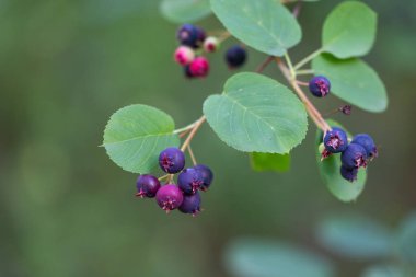 Ormandaki güzel yaban mersinleri. Dwarf servis meyvesi, Shadbush, Juneberry. Letonya 'nın güzel yaz manzarası, Kuzey Avrupa.