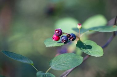 Ormandaki güzel yaban mersinleri. Dwarf servis meyvesi, Shadbush, Juneberry. Letonya 'nın güzel yaz manzarası, Kuzey Avrupa.