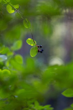 Güneşli ormanda güzel yaban mersinleri. Dwarf servis meyvesi, Shadbush, Juneberry. Letonya 'nın güzel yaz manzarası, Kuzey Avrupa.