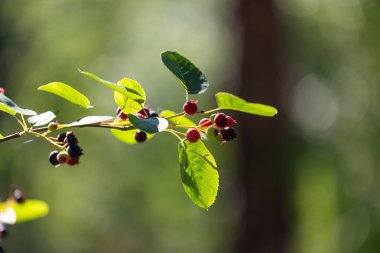 Güneşli ormanda güzel yaban mersinleri. Dwarf servis meyvesi, Shadbush, Juneberry. Letonya 'nın güzel yaz manzarası, Kuzey Avrupa.
