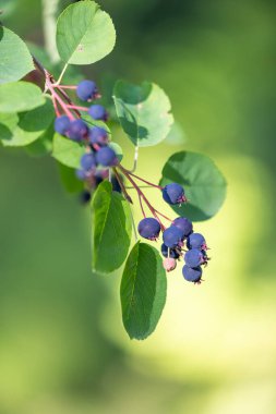 Güneşli ormanda güzel yaban mersinleri. Dwarf servis meyvesi, Shadbush, Juneberry. Letonya 'nın güzel yaz manzarası, Kuzey Avrupa.