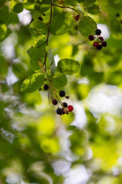 Güneşli ormanda güzel yaban mersinleri. Dwarf servis meyvesi, Shadbush, Juneberry. Letonya 'nın güzel yaz manzarası, Kuzey Avrupa.