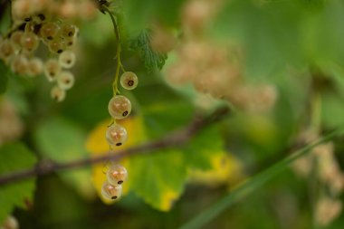 Bahçedeki bir çalılıkta beyaz urrant meyveleri yetişiyor. Letonya 'nın güzel yaz manzarası, Kuzey Avrupa.