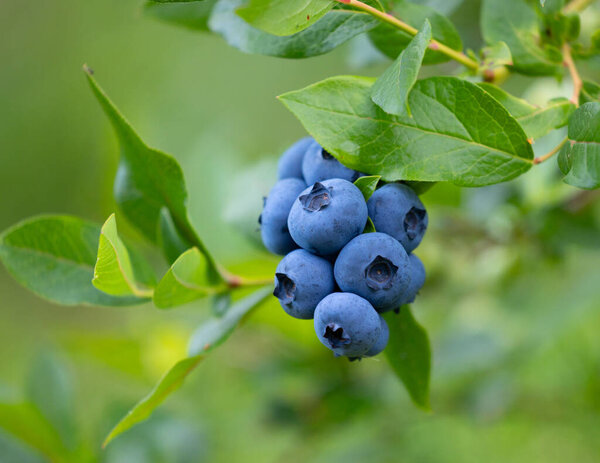 Close-up of organic blueberries in the garden. Beautiful summer scenery of Latvia, Northern Europe.