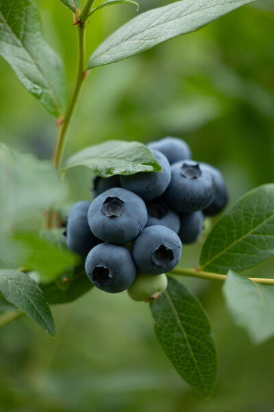 Close-up of organic blueberries in the garden. Beautiful summer scenery of Latvia, Northern Europe.