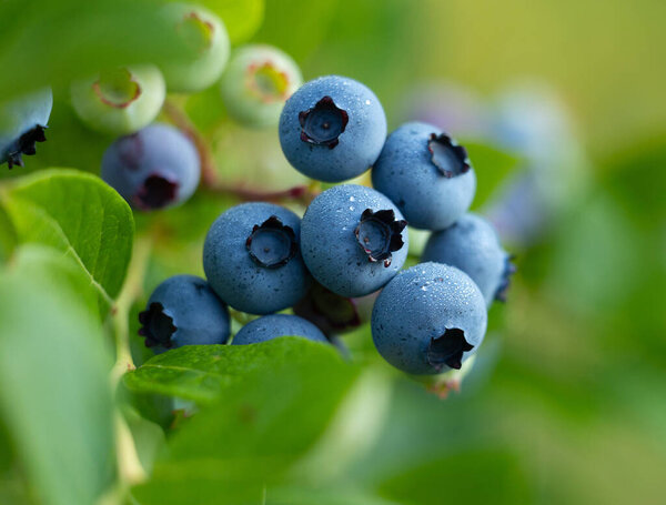 Close-up of organic blueberries in the garden. Beautiful summer scenery of Latvia, Northern Europe.