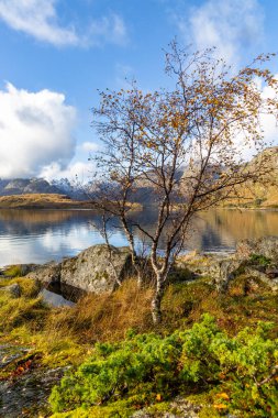 Norveç 'in Lofoten Adaları fiyortlarında sonbahar renklerinde yetişen güzel bir huş ağacı. İskandinavya 'nın mevsimlik manzarası.