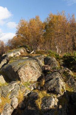 Norveç 'in Lofoten Adaları fiyortlarında sonbahar renklerinde yetişen güzel bir huş ağacı. İskandinavya 'nın mevsimlik manzarası.