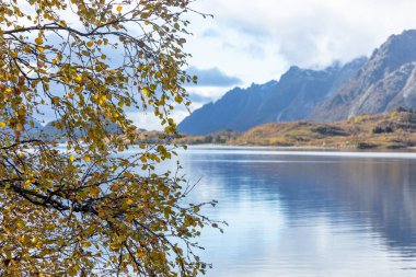 Norveç 'in Lofoten Adaları fiyortlarında sonbahar renklerinde yetişen güzel bir huş ağacı. İskandinavya 'nın mevsimlik manzarası.