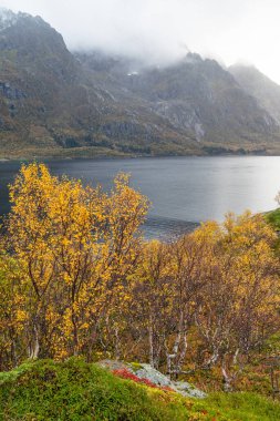 Norveç 'in Lofoten Adaları fiyortlarında sonbahar renklerinde yetişen güzel bir huş ağacı. İskandinavya 'nın mevsimlik manzarası.