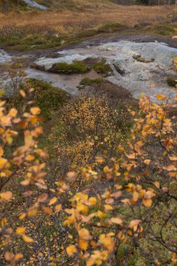 Norveç 'in Lofoten Adaları fiyortlarında sonbahar renklerinde yetişen güzel bir huş ağacı. İskandinavya 'nın mevsimlik manzarası.