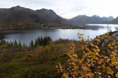 Norveç 'in Lofoten Adaları fiyortlarında sonbahar renklerinde yetişen güzel bir huş ağacı. İskandinavya 'nın mevsimlik manzarası.